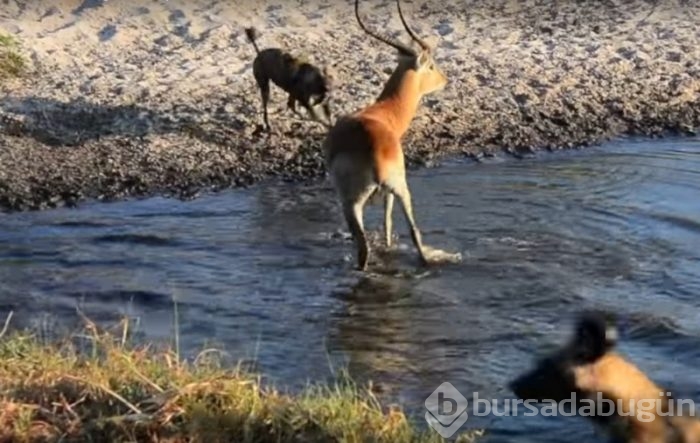 Antilop sırtlan sürüsüyle mücadelesi