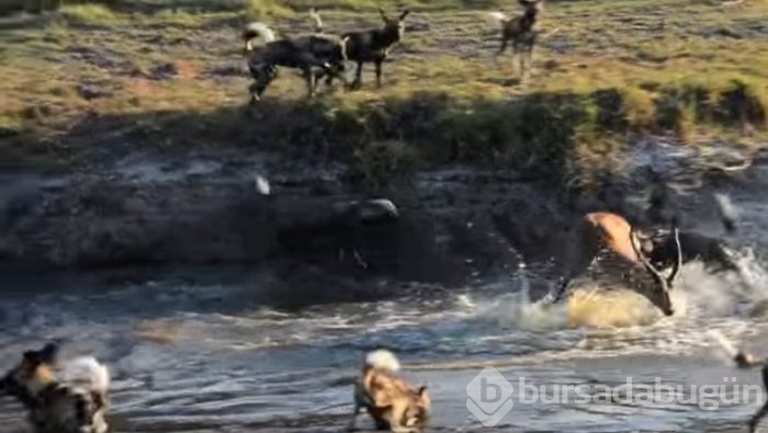 Antilop sırtlan sürüsüyle mücadelesi