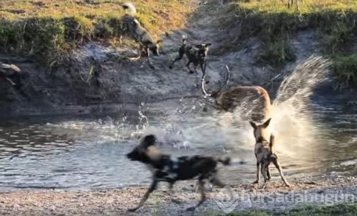 Antilop sırtlan sürüsüyle mücadelesi