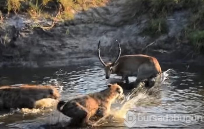 Antilop sırtlan sürüsüyle mücadelesi