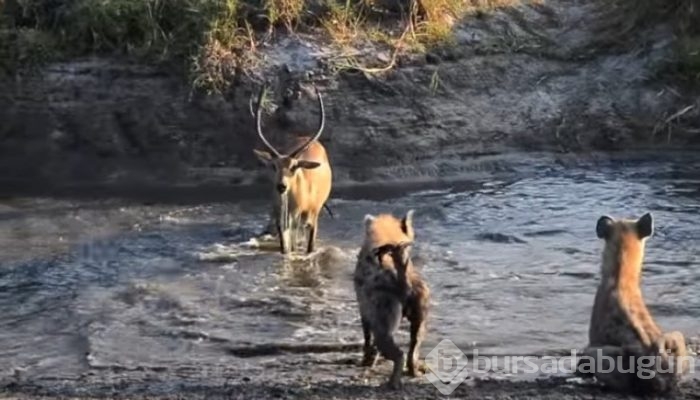 Antilop sırtlan sürüsüyle mücadelesi