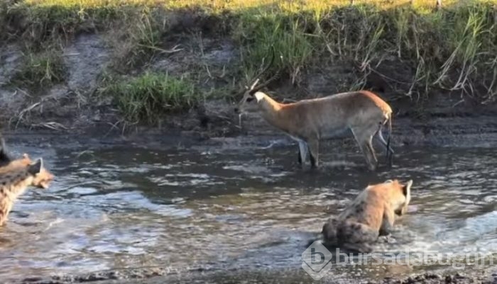 Antilop sırtlan sürüsüyle mücadelesi