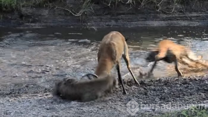 Antilop sırtlan sürüsüyle mücadelesi