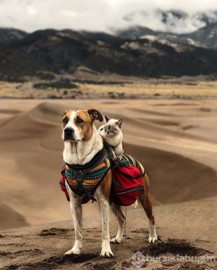 Gezgin kedi ve köpeğin kıskandıran dostluğu