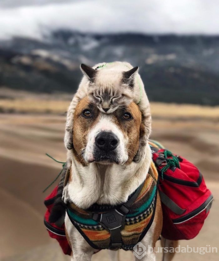 Gezgin kedi ve köpeğin kıskandıran dostluğu