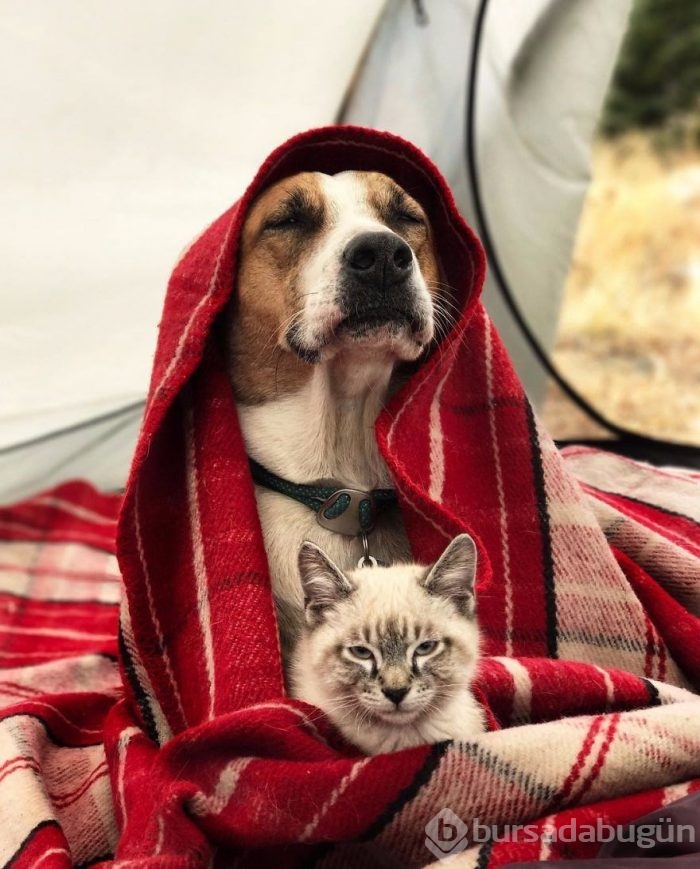 Gezgin kedi ve köpeğin kıskandıran dostluğu