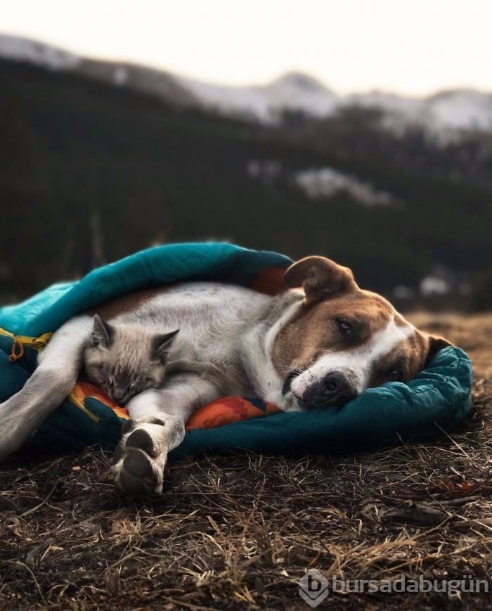 Gezgin kedi ve köpeğin kıskandıran dostluğu