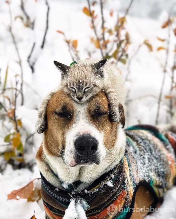 Gezgin kedi ve köpeğin kıskandıran dostluğu