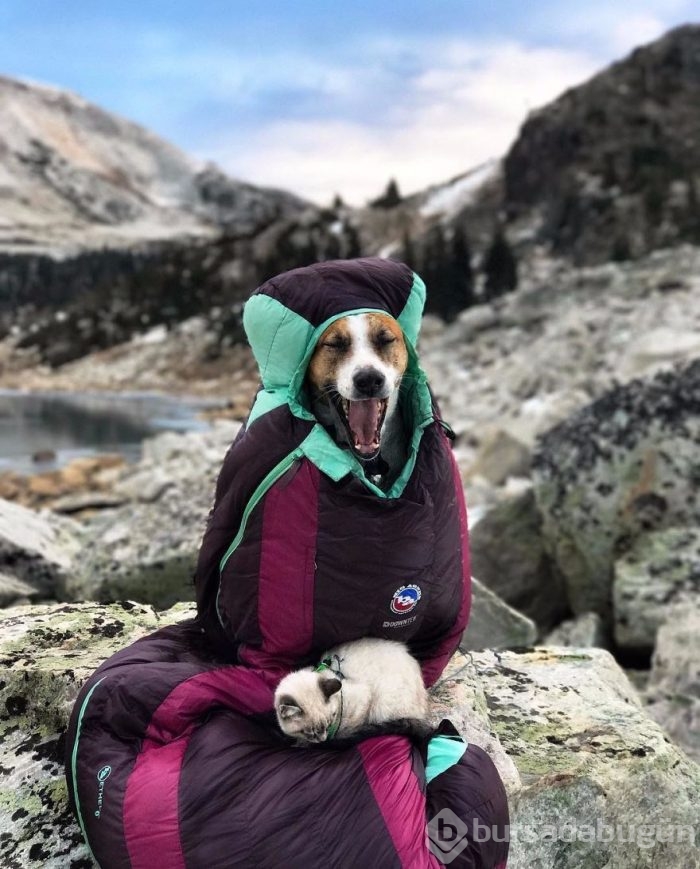 Gezgin kedi ve köpeğin kıskandıran dostluğu