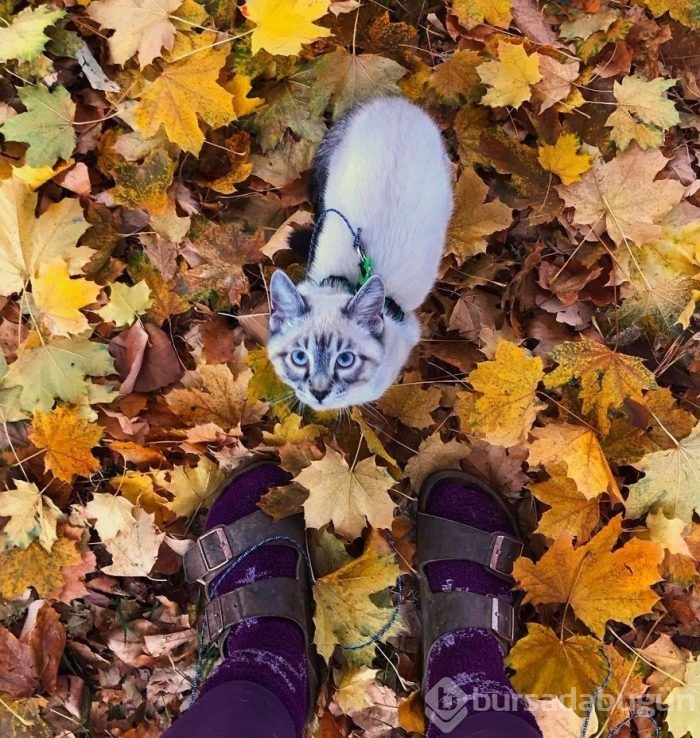 Gezgin kedi ve köpeğin kıskandıran dostluğu