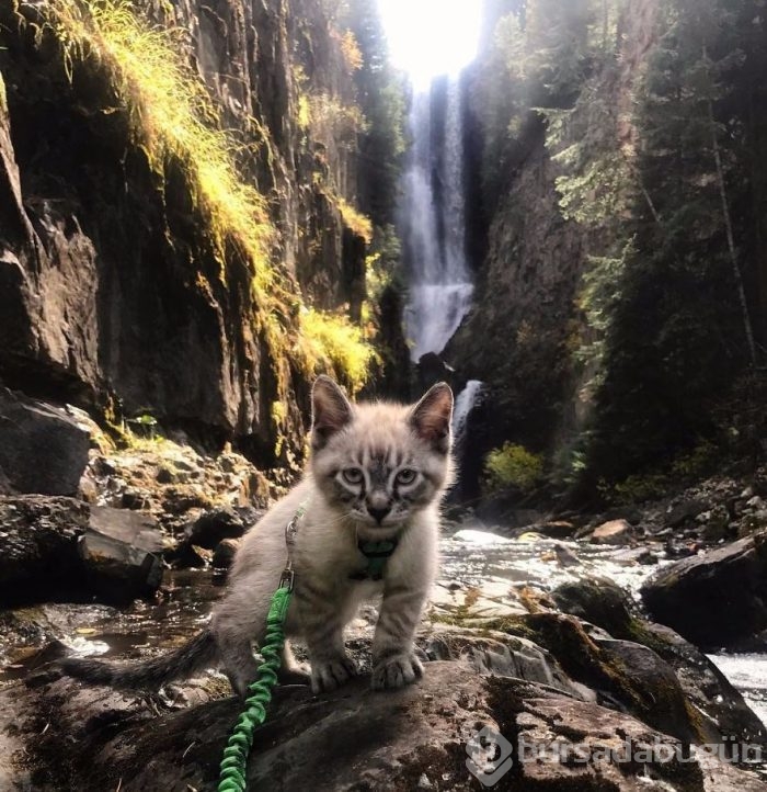Gezgin kedi ve köpeğin kıskandıran dostluğu