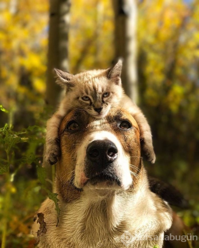Gezgin kedi ve köpeğin kıskandıran dostluğu