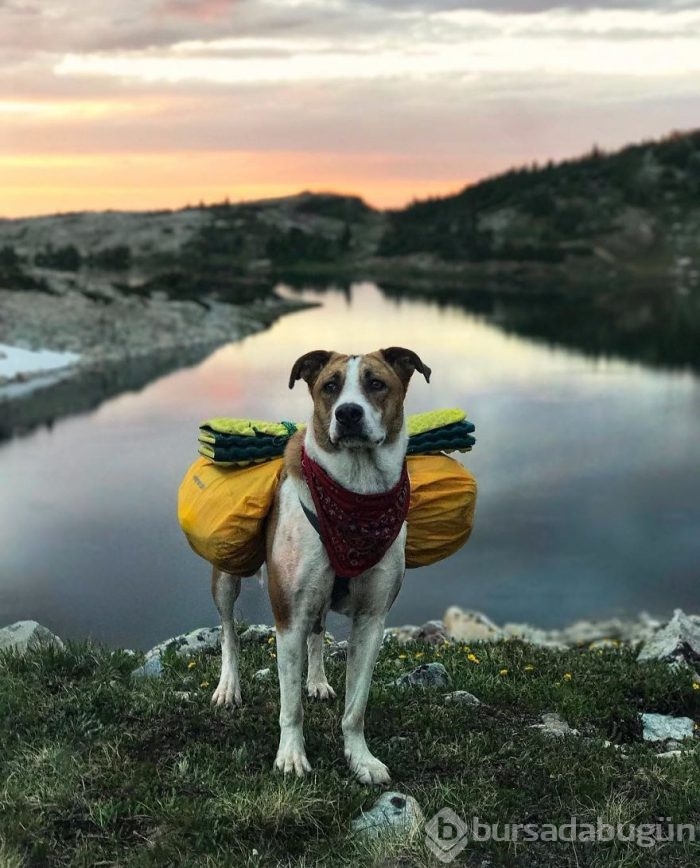 Gezgin kedi ve köpeğin kıskandıran dostluğu