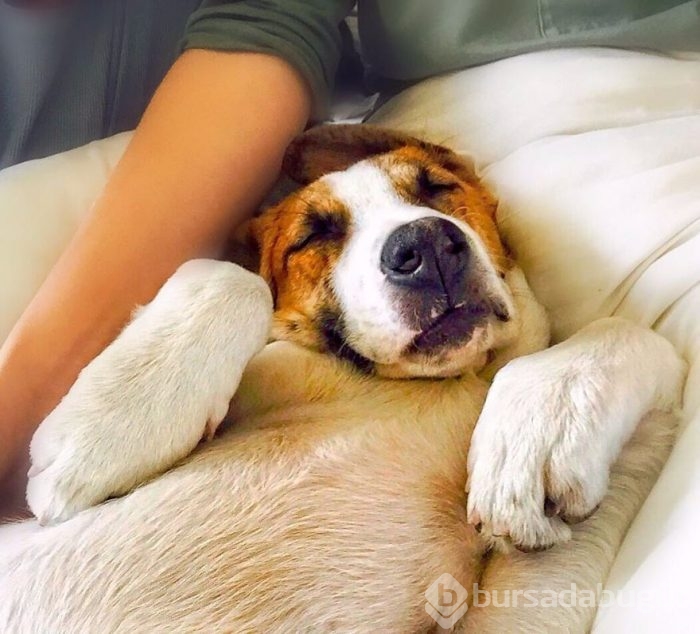Gezgin kedi ve köpeğin kıskandıran dostluğu