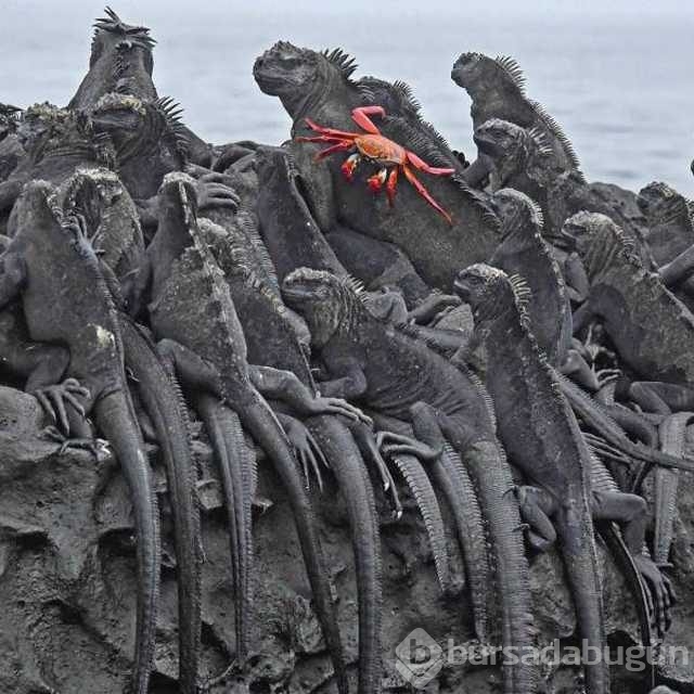 Günün en çok paylaşılan fotoğrafları