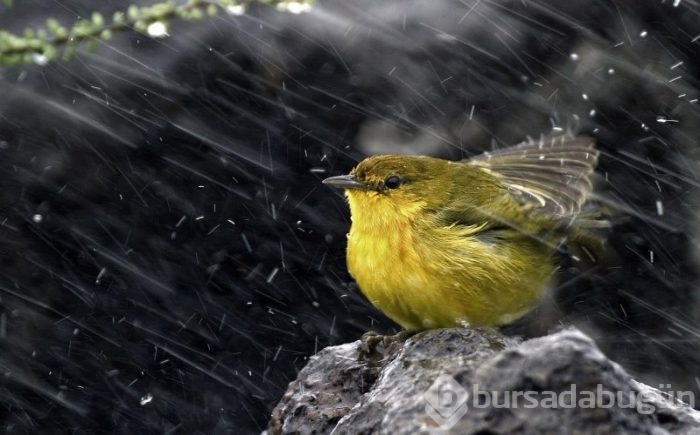 Yağmurlu havalarda çekilmiş güzel fotoğraflar