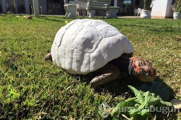Dünyada iyiliğin hala varolduğunu kanıtlayan olaylar