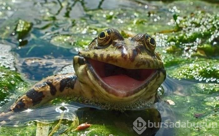 Birbirinden ilginç kareler!