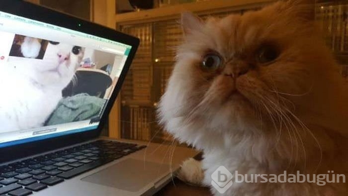 Birbirinden ilginç kareler!