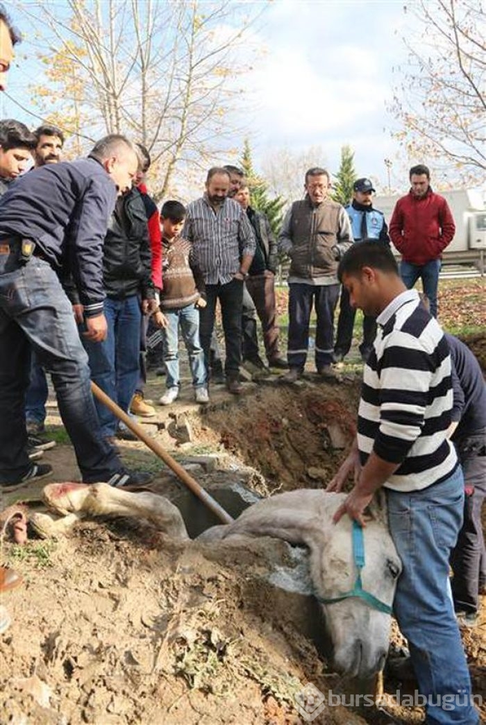 Kanalizasyona düşen atı, itfaiye kurtardı