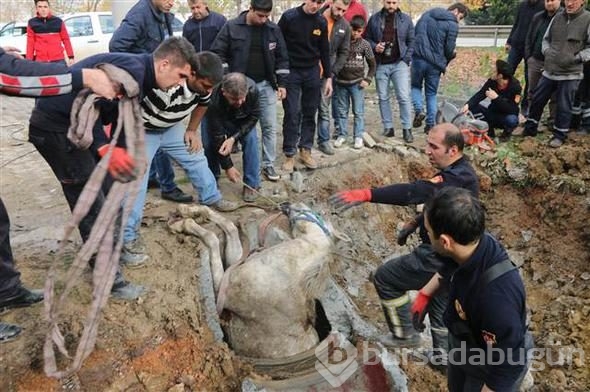 Kanalizasyona düşen atı, itfaiye kurtardı