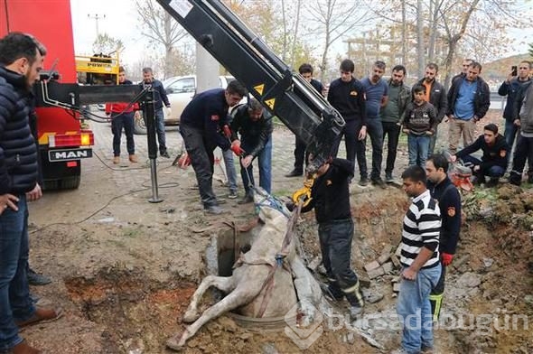 Kanalizasyona düşen atı, itfaiye kurtardı