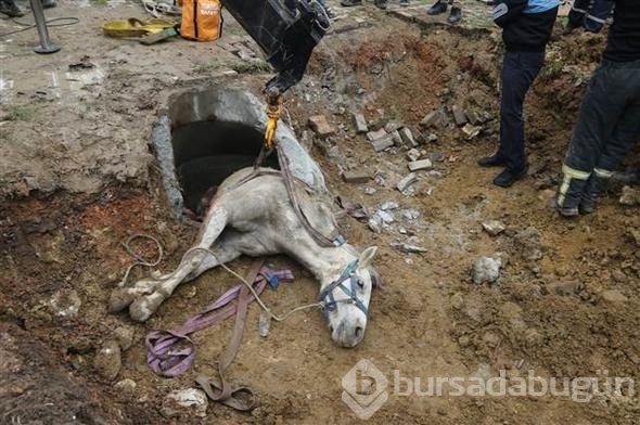 Kanalizasyona düşen atı, itfaiye kurtardı
