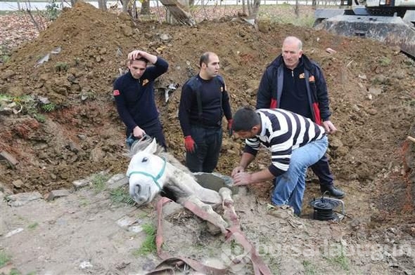 Kanalizasyona düşen atı, itfaiye kurtardı