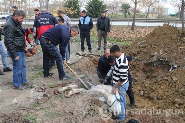 Kanalizasyona düşen atı, itfaiye kurtardı