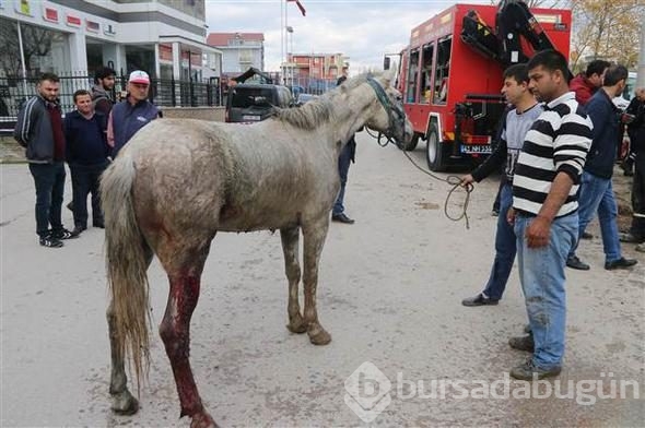 Kanalizasyona düşen atı, itfaiye kurtardı