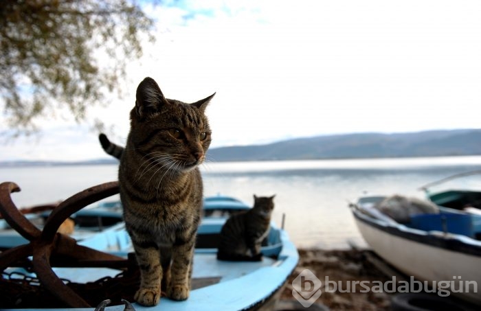 Bursa'da kuşlara "kuş bakışı"	
