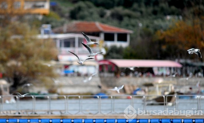 Bursa'da kuşlara "kuş bakışı"	
