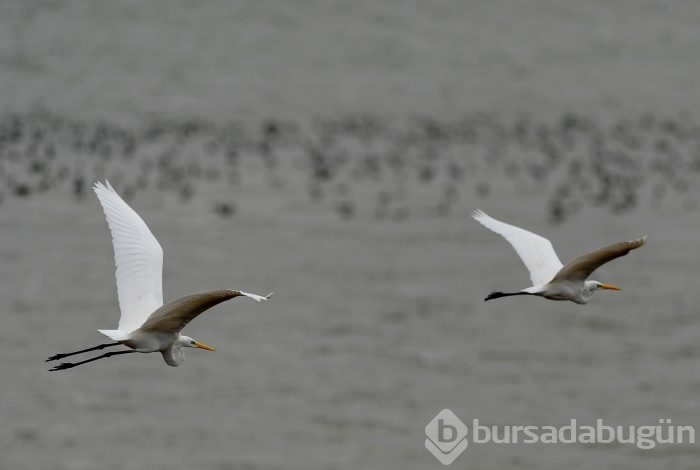 Bursa'da kuşlara "kuş bakışı"	