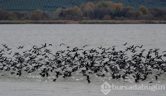 Bursa'da kuşlara "kuş bakışı"	