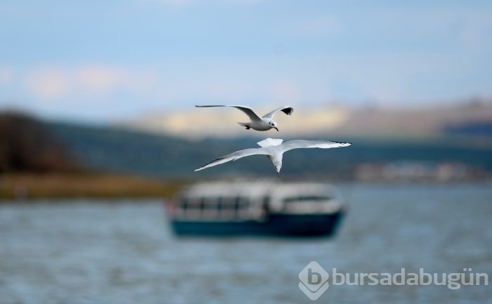 Bursa'da kuşlara "kuş bakışı"	