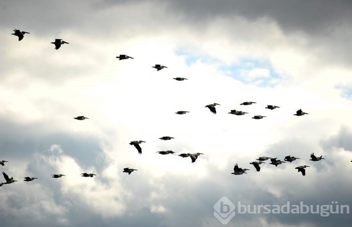 Bursa'da kuşlara "kuş bakışı"	