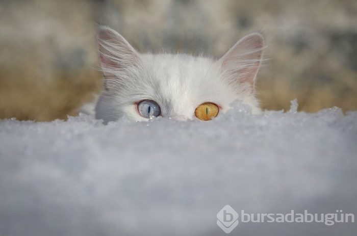 Yılın Fotoğrafı oylaması başladı