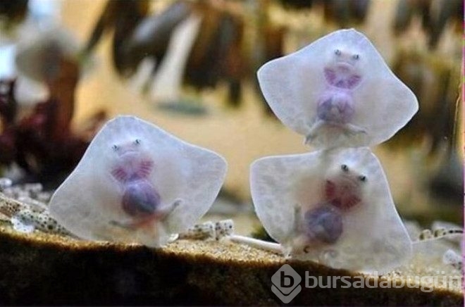İlk bakışta göz yanılgısına neden olan 30 fotoğraf