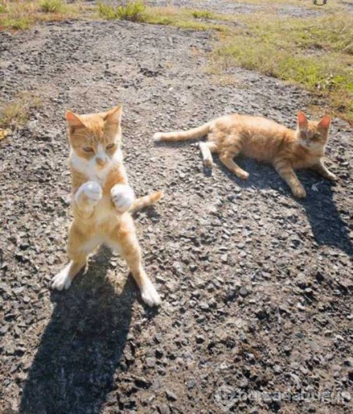 Günün en çok paylaşılan fotoğrafları
