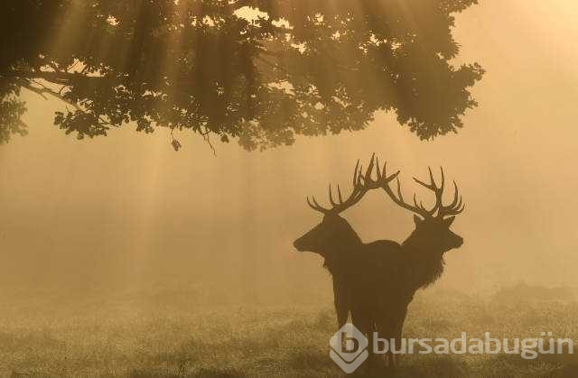 Reuters 2017'nin en iyi fotoğraflarını seçti