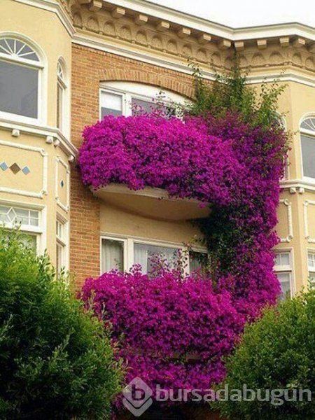En güzel balkon ve bahçe çiçekleri