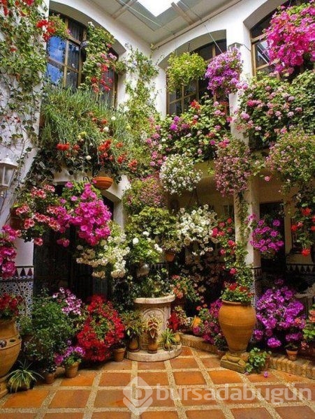 En güzel balkon ve bahçe çiçekleri