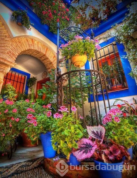 En güzel balkon ve bahçe çiçekleri