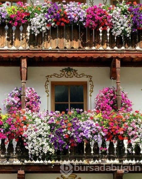 En güzel balkon ve bahçe çiçekleri