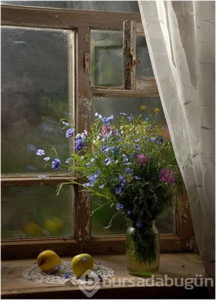 En güzel balkon ve bahçe çiçekleri