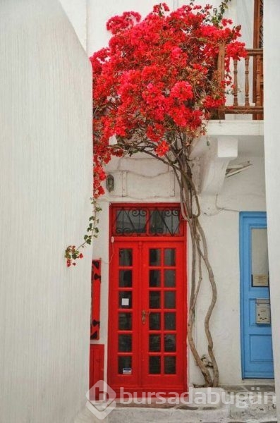 En güzel balkon ve bahçe çiçekleri