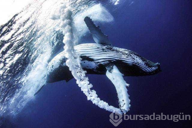 Günün en çok paylaşılan fotoğrafları