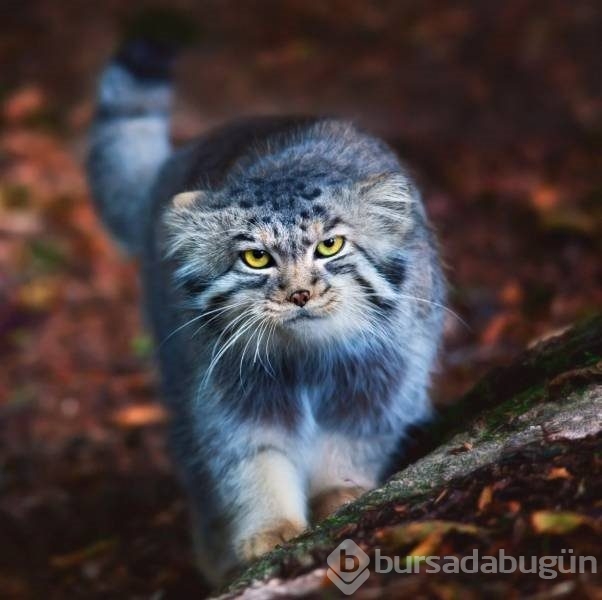 Dünyadan ilginç kareler!
