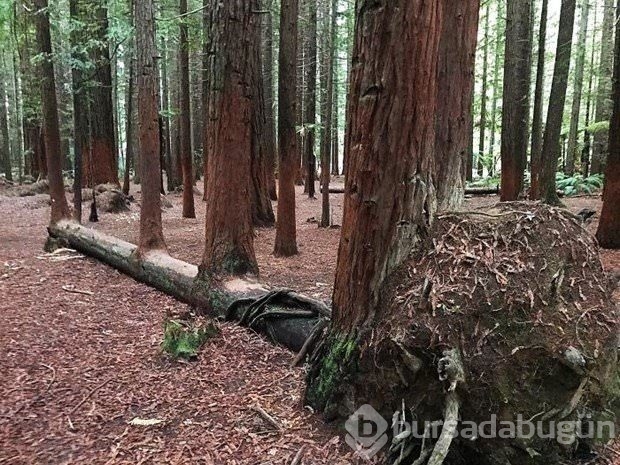 Zorluklara karşı koyan ağaçlar