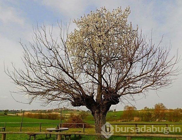 Zorluklara karşı koyan ağaçlar